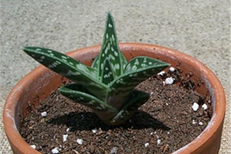 نحوه ی نگه داری از آلوئه ورا